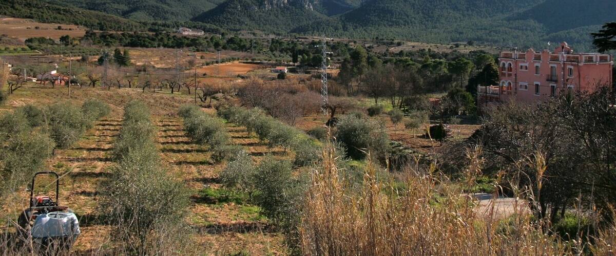 A rural landscape with olive groves, a red building, and mountains in the background.