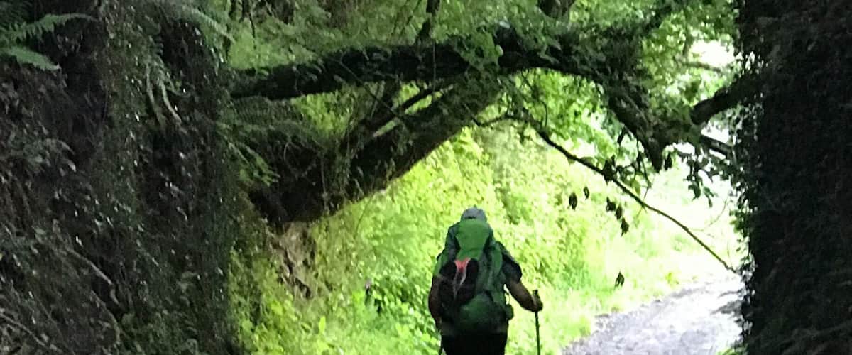 A hiker with a backpack and walking poles on a forest path.