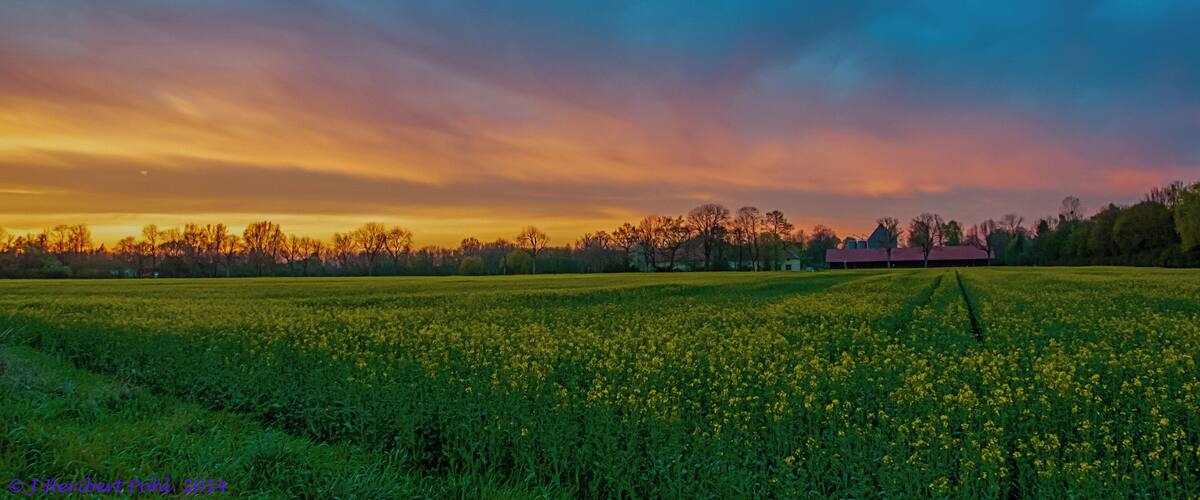 A field of yellow flowers at sunset with a barn in the background.