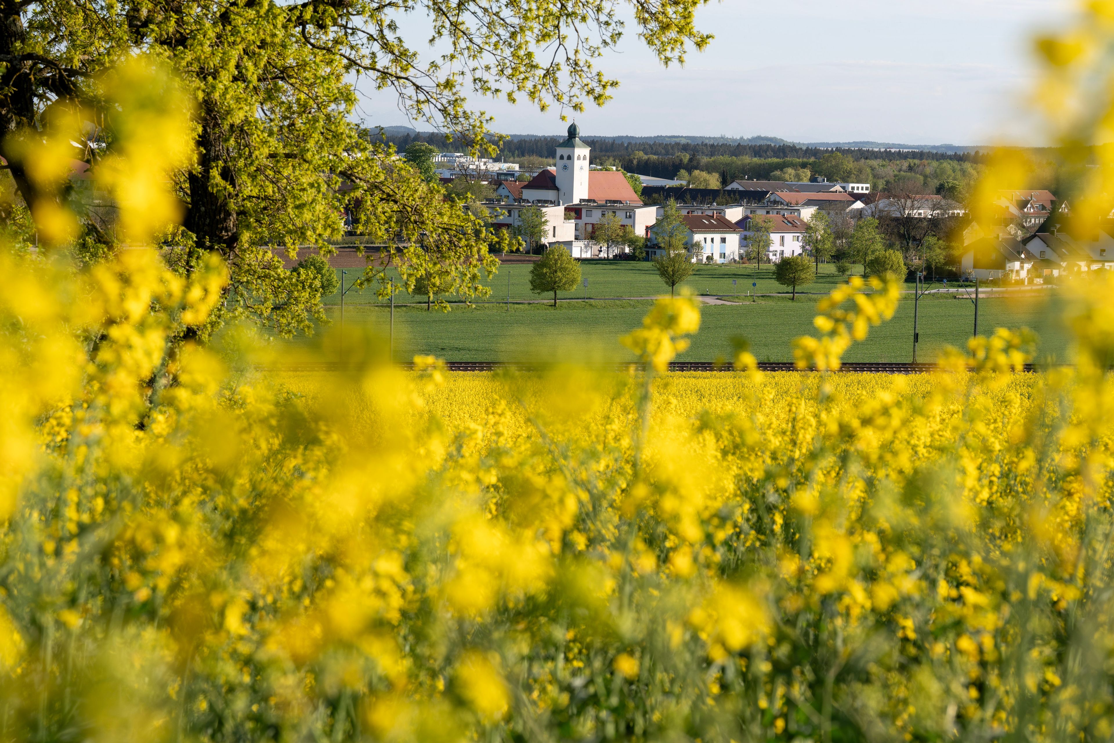 Un champ de fleurs jaunes, une église avec un clocher et un village en arrière-plan.