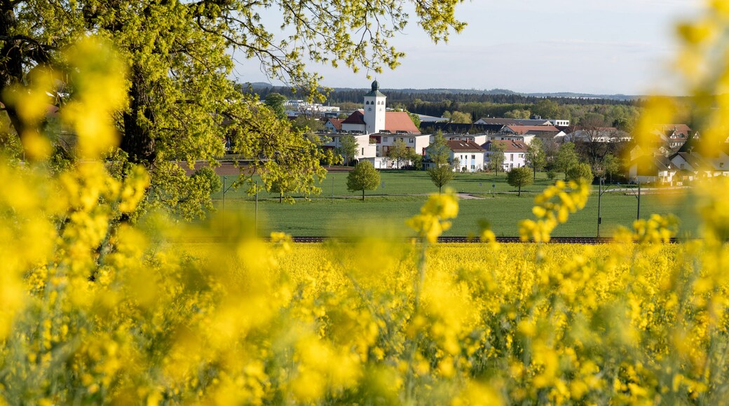 Un campo de flores amarillas, una iglesia con torre y un pueblo al fondo.