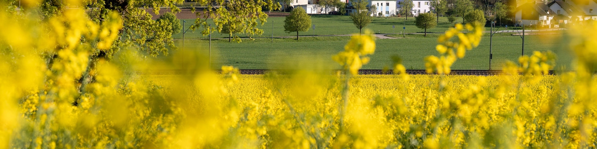 A field of yellow flowers, a church with a tower, and a village in the background.
