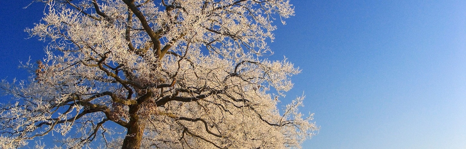 Uma estrada arborizada coberta de geada sob um céu azul límpido.