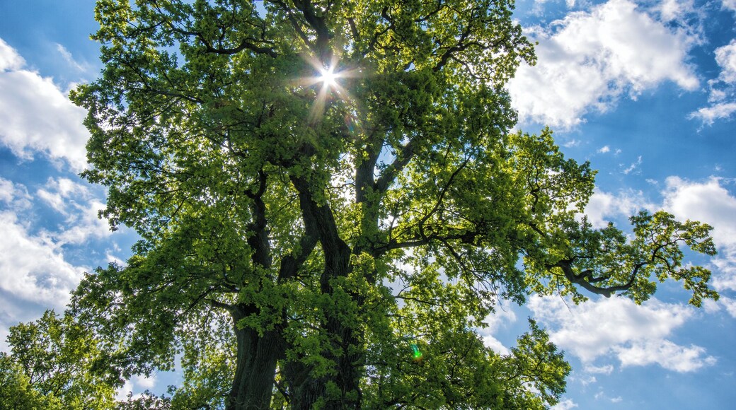Südlich des Zellhofs im Gebiet der Amperauen zwischen Schöngeising und Fürstenfeldbruck befinden sich diese ca. 300 Jahre alten Eichen, die aufgrund ihres Alters und ihrer Schönheit 1988 vom Landratsamt Fürstenfeldbruck als Naturdenkmal unter besonderen Schutz gestellt wurden. Sie bieten einer großen Anzahl von Insekten, Vogelarten und Baumfledermäusen, welche Spechthöhlen nutzen, unterschiedlichste Lebensräume.