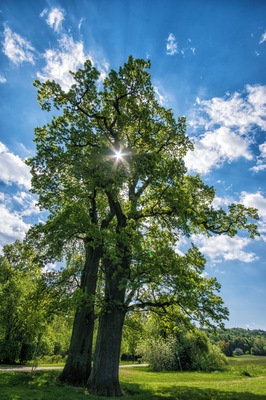 A large tree with a clear sky and sunlight shining through its leaves.