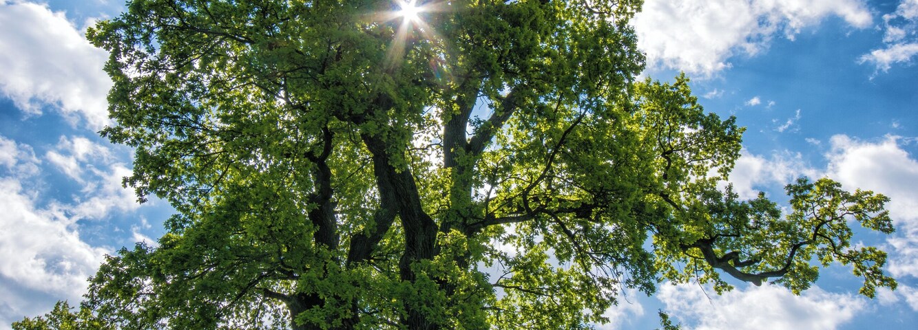 Südlich des Zellhofs im Gebiet der Amperauen zwischen Schöngeising und Fürstenfeldbruck befinden sich diese ca. 300 Jahre alten Eichen, die aufgrund ihres Alters und ihrer Schönheit 1988 vom Landratsamt Fürstenfeldbruck als Naturdenkmal unter besonderen Schutz gestellt wurden. Sie bieten einer großen Anzahl von Insekten, Vogelarten und Baumfledermäusen, welche Spechthöhlen nutzen, unterschiedlichste Lebensräume.