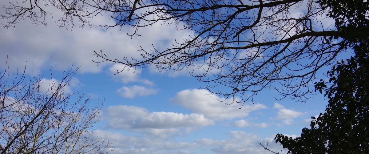 A calm lake with tree branches in the foreground and a distant shoreline under a partly cloudy sky.