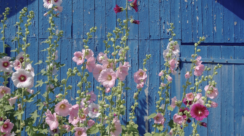 Hollylocks before a fisherman's shed,Bourcefranc-le-Chapus, Charente-Maritime, France.