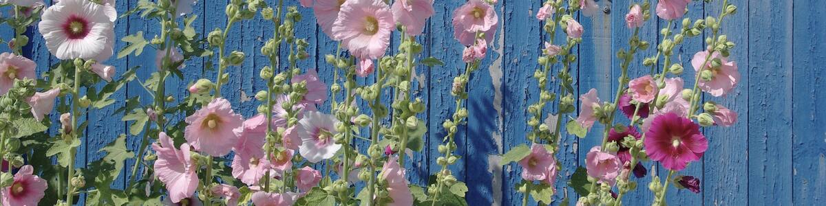 Hollylocks before a fisherman's shed,Bourcefranc-le-Chapus, Charente-Maritime, France.