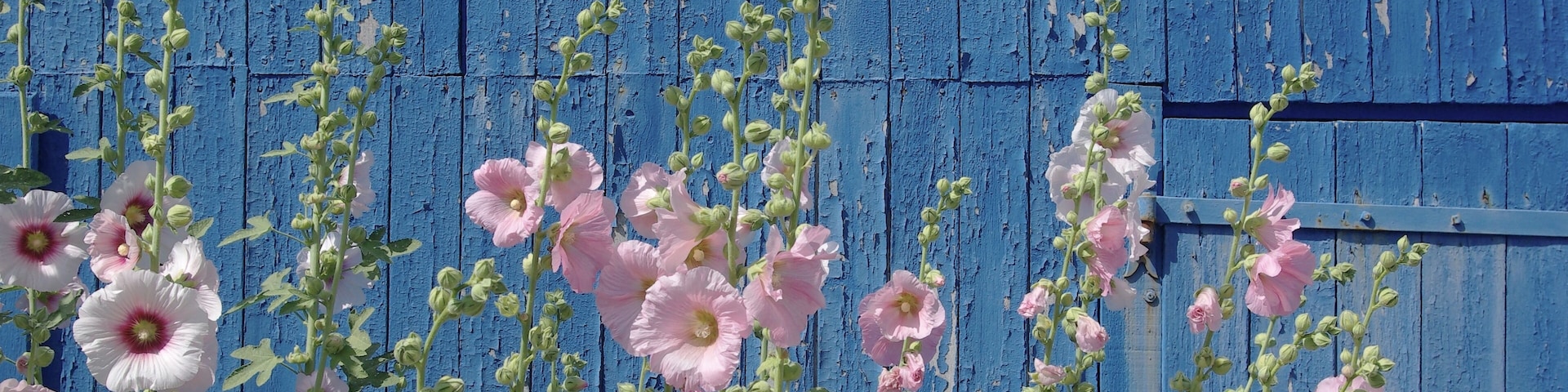 Hollylocks before a fisherman's shed,Bourcefranc-le-Chapus, Charente-Maritime, France.