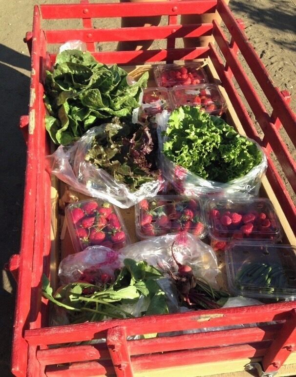 Bounty of fresh fruits and veggies hand picked by me and shared with you in my photo. Great family day trip. #trovember photo contest