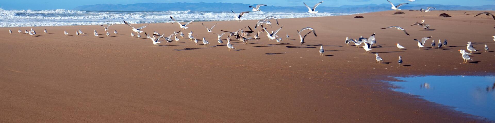 Seagulls taking off in flight on peninsula of sand between Pacific ocean and the Santa Maria river at the Rancho Guadalupe Sand Dunes Preserve on the central coast of California United States