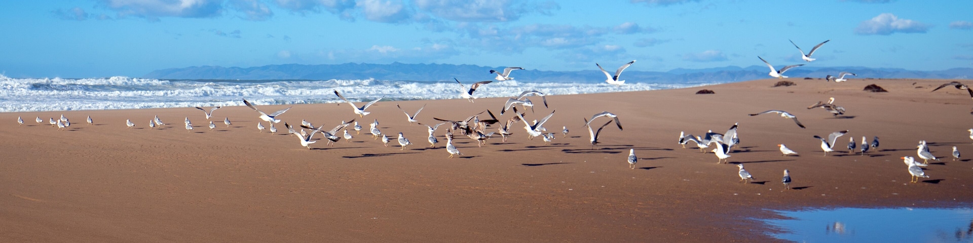 Seagulls taking off in flight on peninsula of sand between Pacific ocean and the Santa Maria river at the Rancho Guadalupe Sand Dunes Preserve on the central coast of California United States