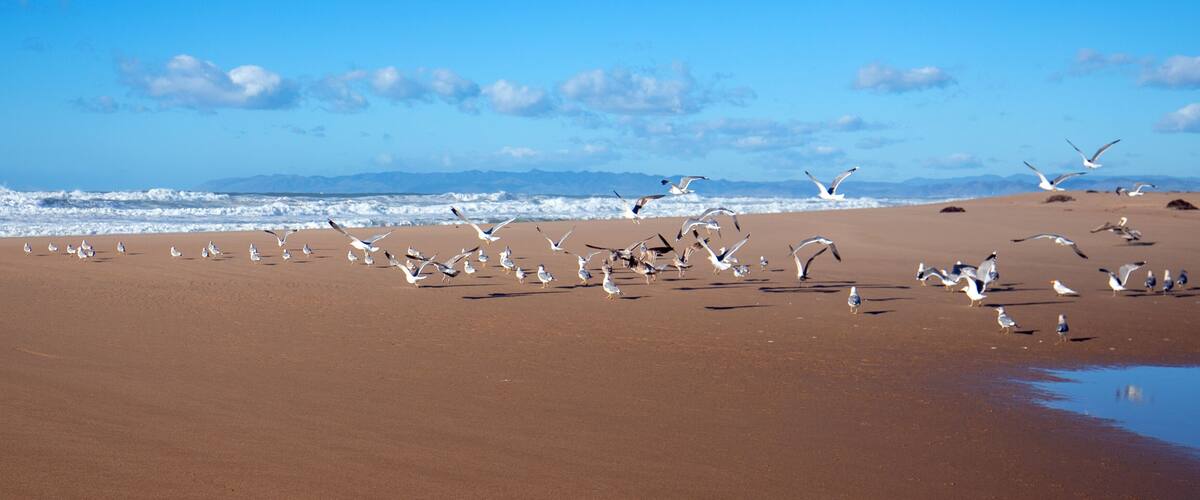 A sandy beach with seagulls and waves in the background.