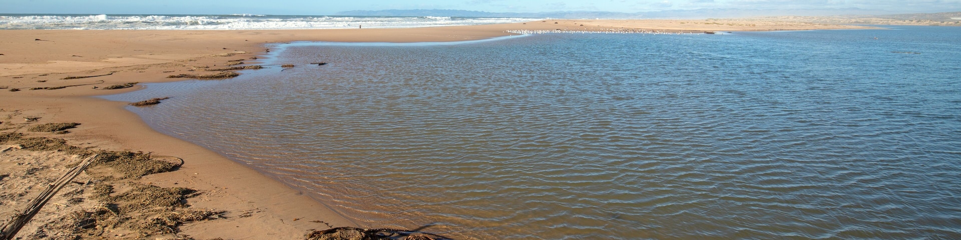 Drying seagrass and kelp on isthmus of sand between Pacific ocean and the Santa Maria river at the Rancho Guadalupe Sand Dunes Preserve on the central coast of California United States