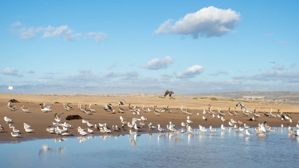 A beach with seagulls and a body of water reflecting the sky.