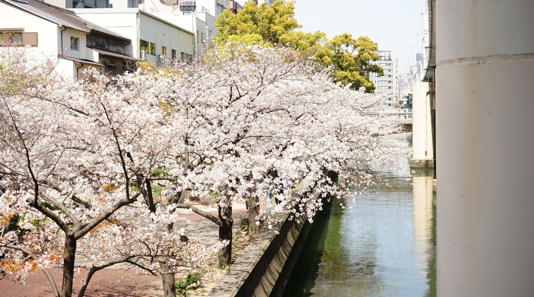 Cherry Blossoms, Sakura, along with river at Honmachi district in Osaka, Japan - 川沿い 春の桜並木 大阪 本町