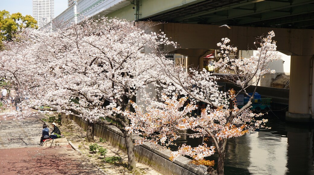 Cherry Blossoms, Sakura, along with river at Honmachi district in Osaka, Japan - 日本 大阪 本町 川沿い 春の桜並木