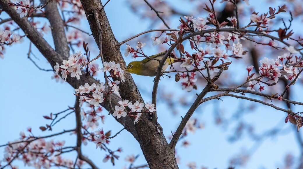 cherry blossom and a white eye.