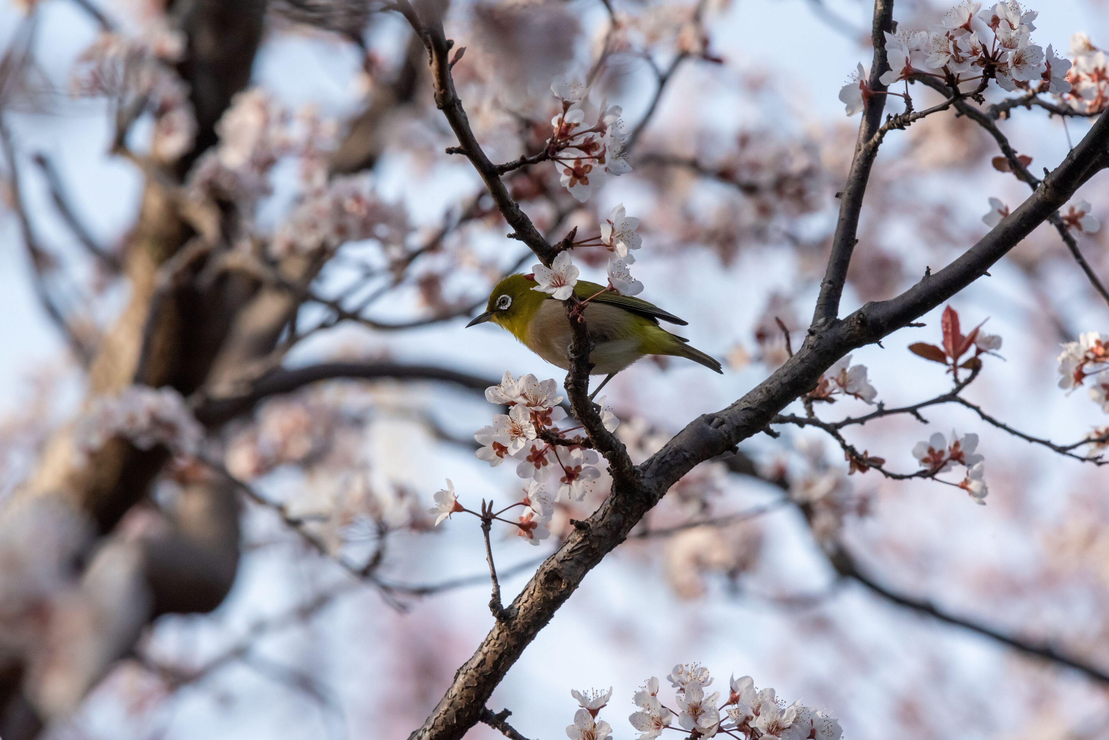 White eyes bird is tweeting on cherry blossom in Yamadaike Park Hirakata City Osaka, Japan.