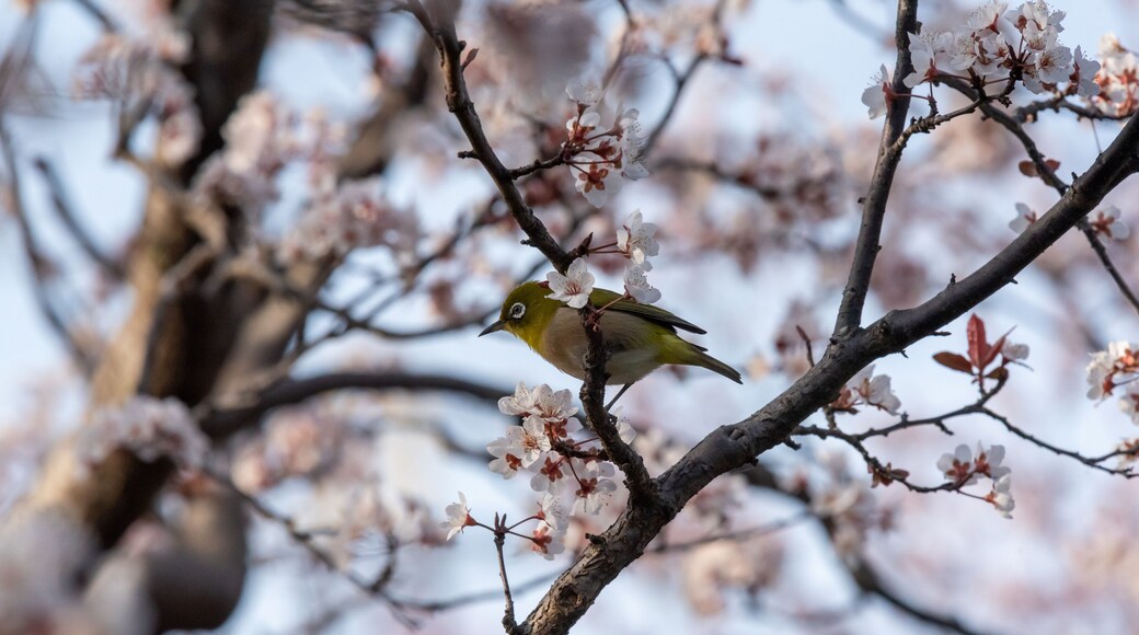 White eyes bird is tweeting on cherry blossom in Yamadaike Park Hirakata City Osaka, Japan.