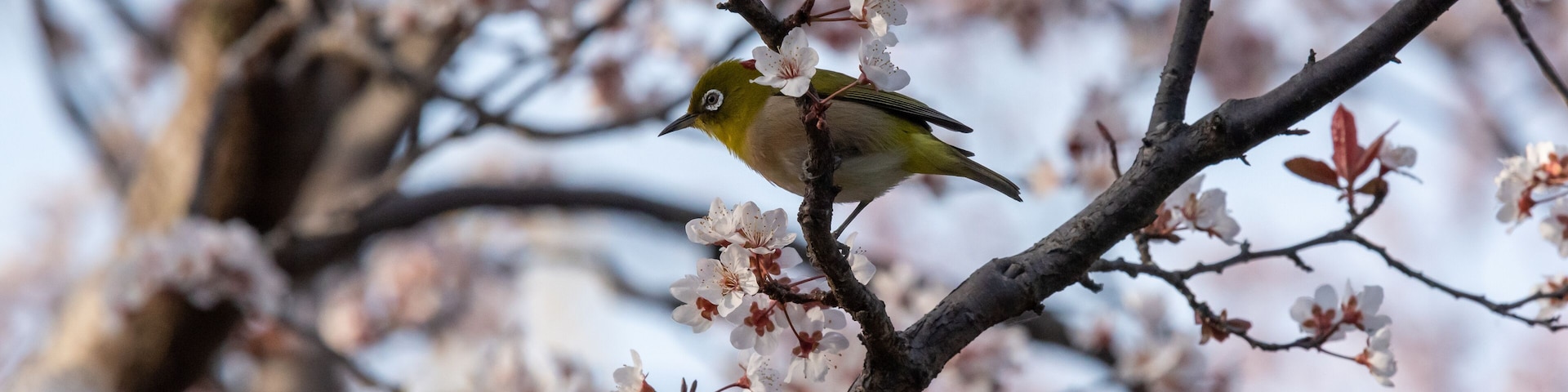 Un pájaro posado en una rama llena de flores blancas.