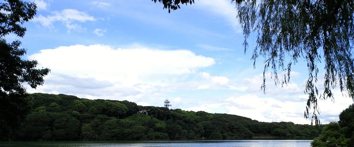 A calm lake with a dock, surrounded by dense forest and a clear sky.