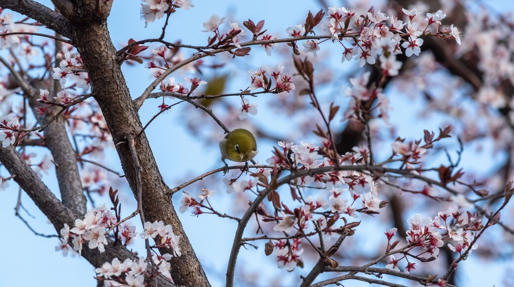 cherry blossom and a white eye.