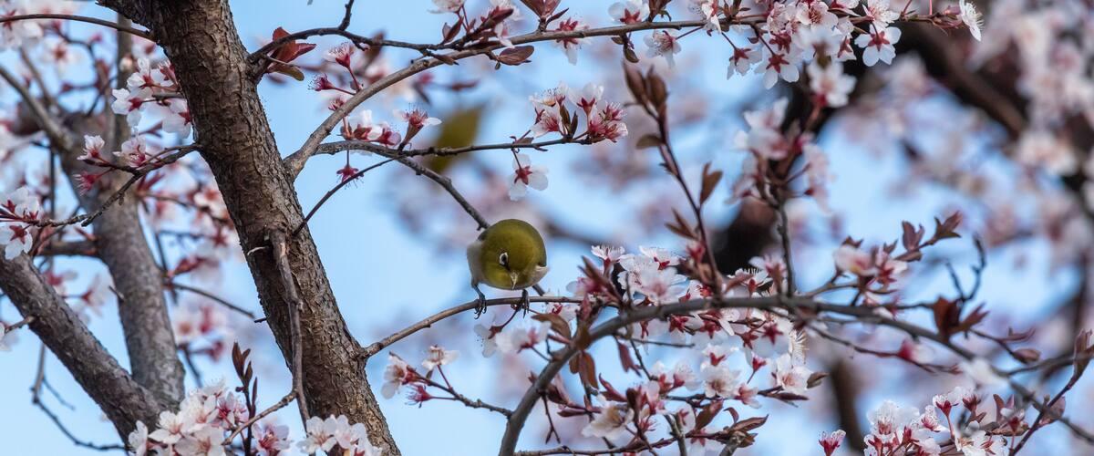cherry blossom and a white eye.