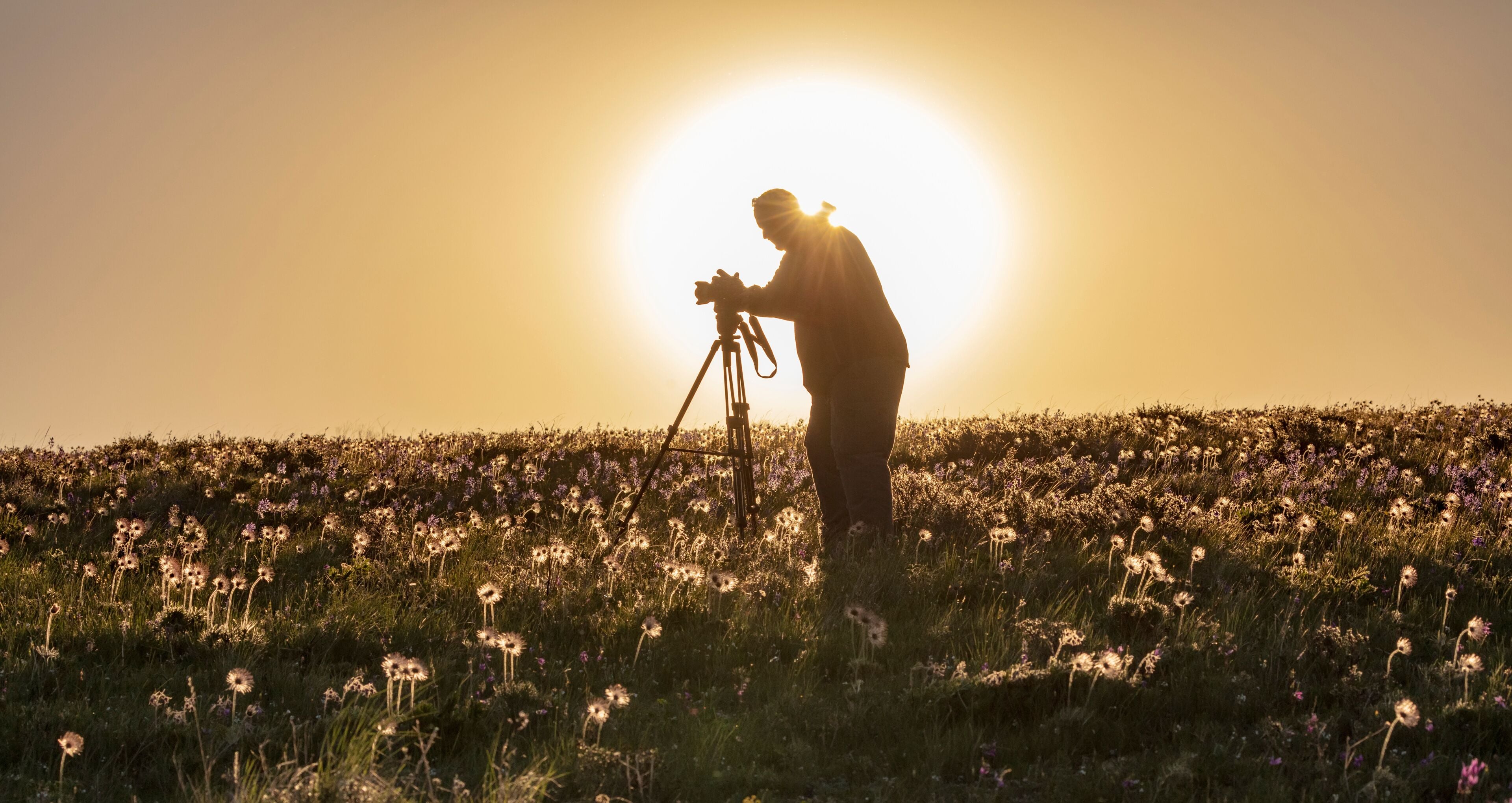 Photographer backlit by rising sun in field of wildflowers near East Glacier, Montana, USA