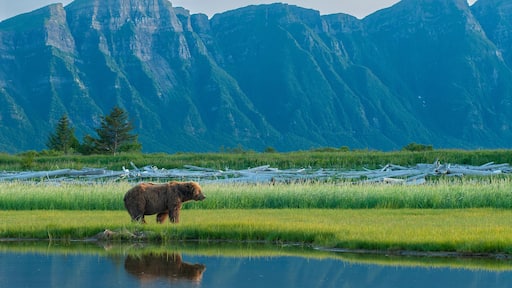 USA, Alaska. brown bear grazes in meadow, Katmai National Park