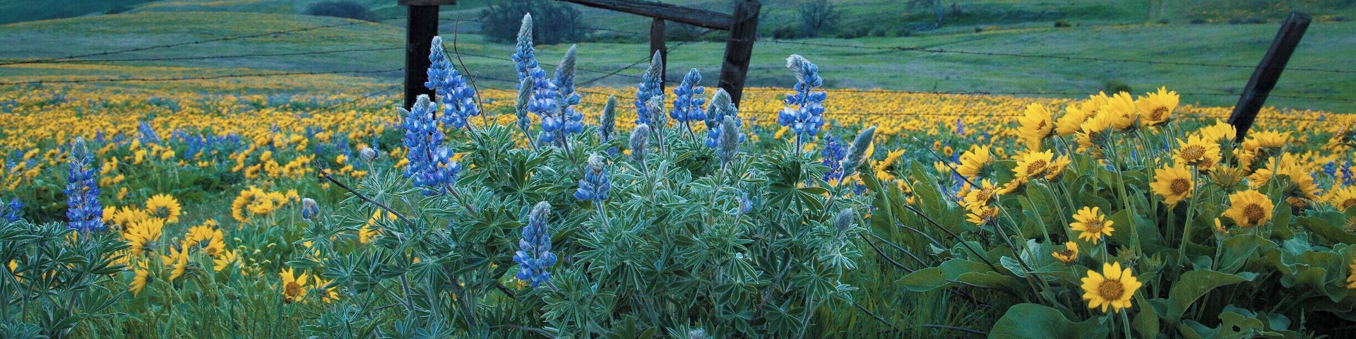 Balsam root sunflowers and lupine in April with Mt hood looming in the background.