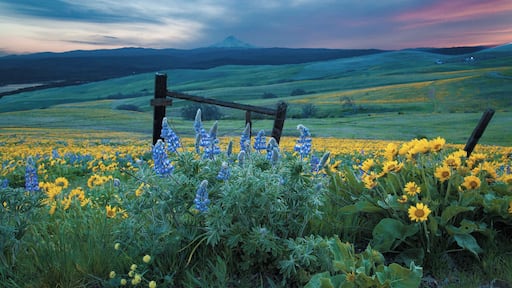 Balsam root sunflowers and lupine in April with Mt hood looming in the background.