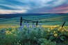 Balsam root sunflowers and lupine in April with Mt hood looming in the background.