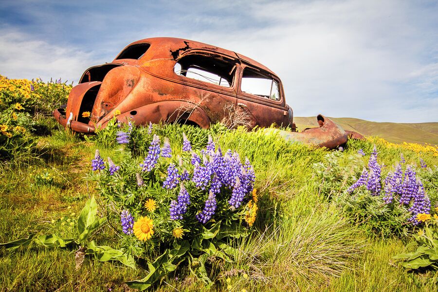 The hills on both sides of the Columbia River explode in color in late May and early April. This gem is a short hike to a super secret location. Explore the area for many abandoned homesteads.