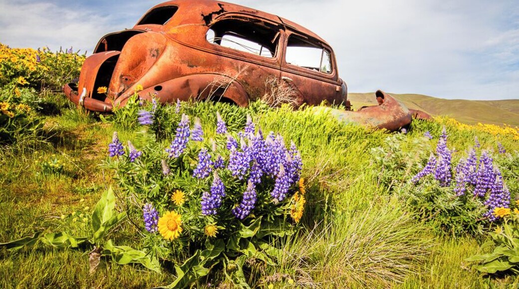 The hills on both sides of the Columbia River explode in color in late May and early April. This gem is a short hike to a super secret location. Explore the area for many abandoned homesteads.
