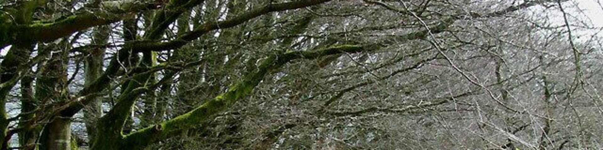 Lane to Llanycrwys, Carmarthenshire North of here the lane is surfaced but for the next eight hundred metres south-east towards Ffarmers, it is like this.