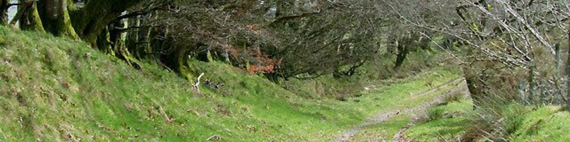 Lane to Llanycrwys, Carmarthenshire North of here the lane is surfaced but for the next eight hundred metres south-east towards Ffarmers, it is like this.