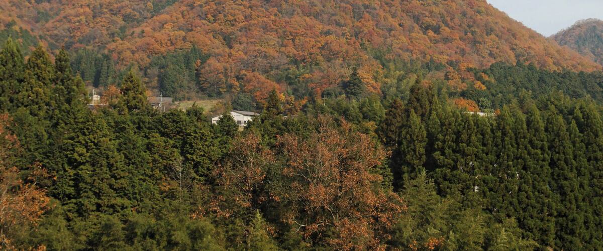 A mountain with autumn foliage, dense forest, and a small house in the valley.