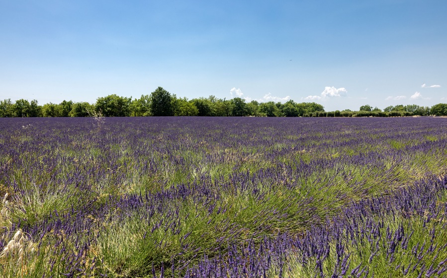Lavender fields on the Plateau of Valensole. Provence, France.