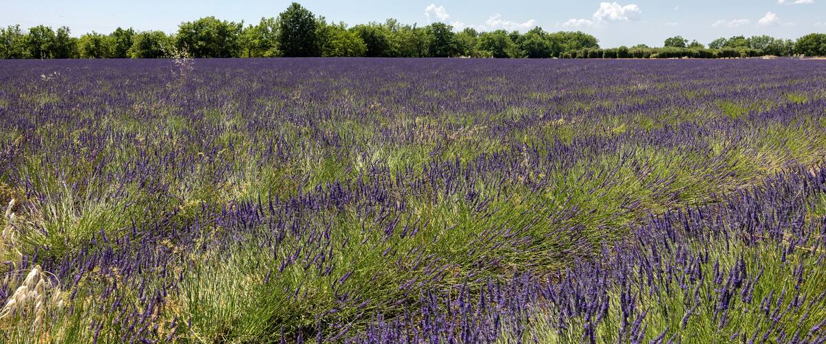 A lavender field with a line of trees in the background.