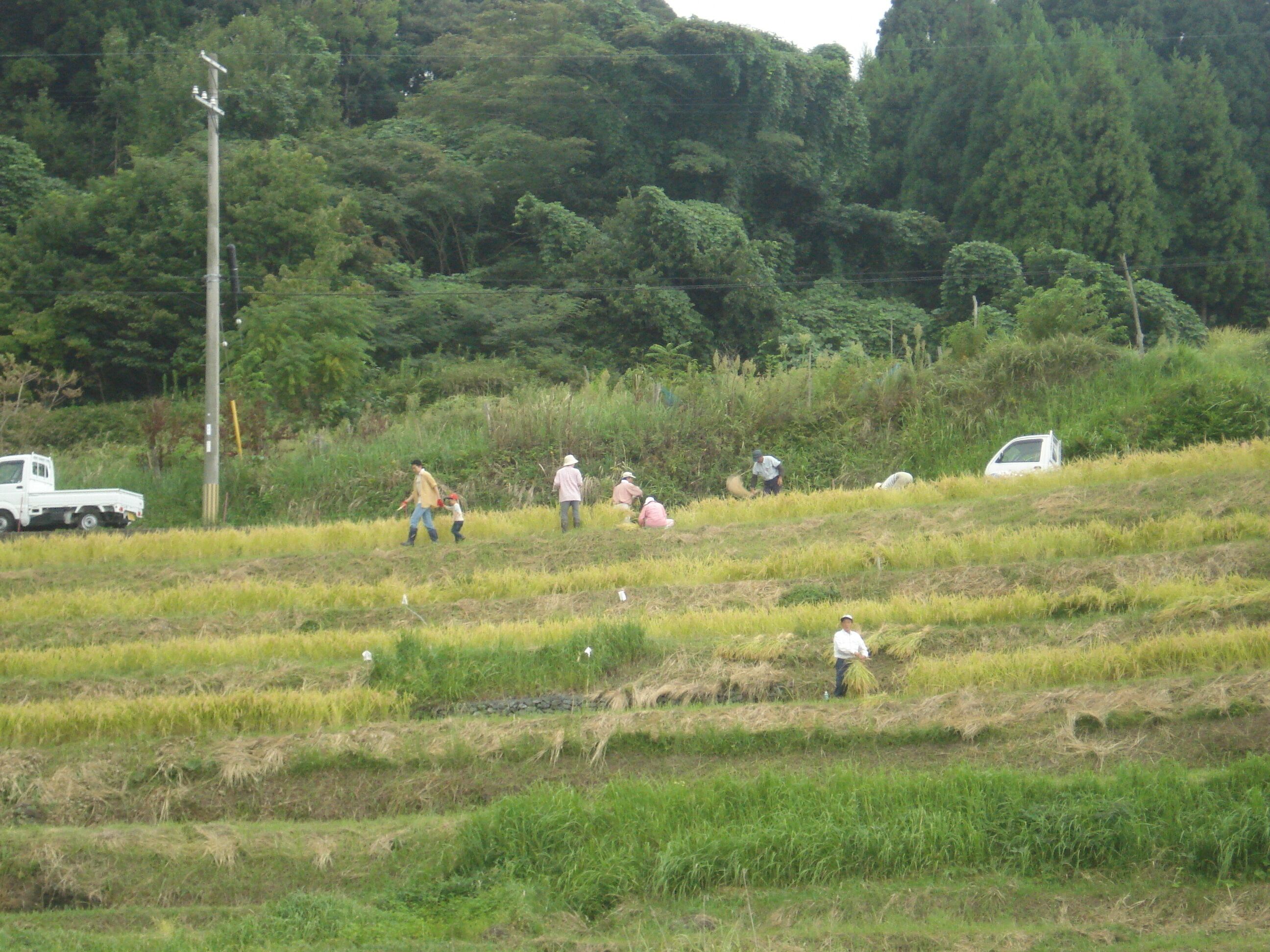 新井の棚田2008.09.21.1