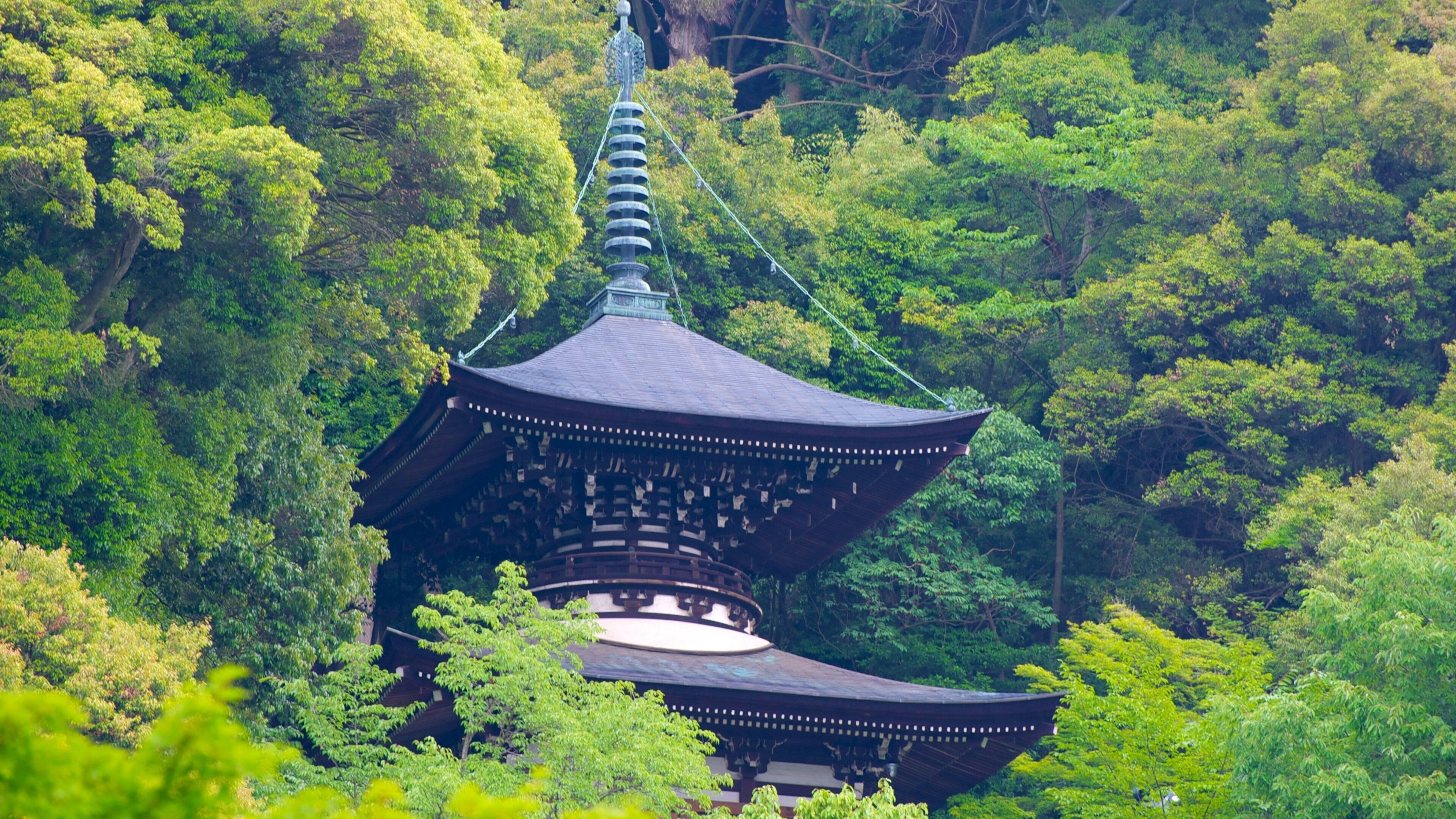 Eikando-Tempel welches beinhaltet Wälder, historische Architektur und religiöse Elemente