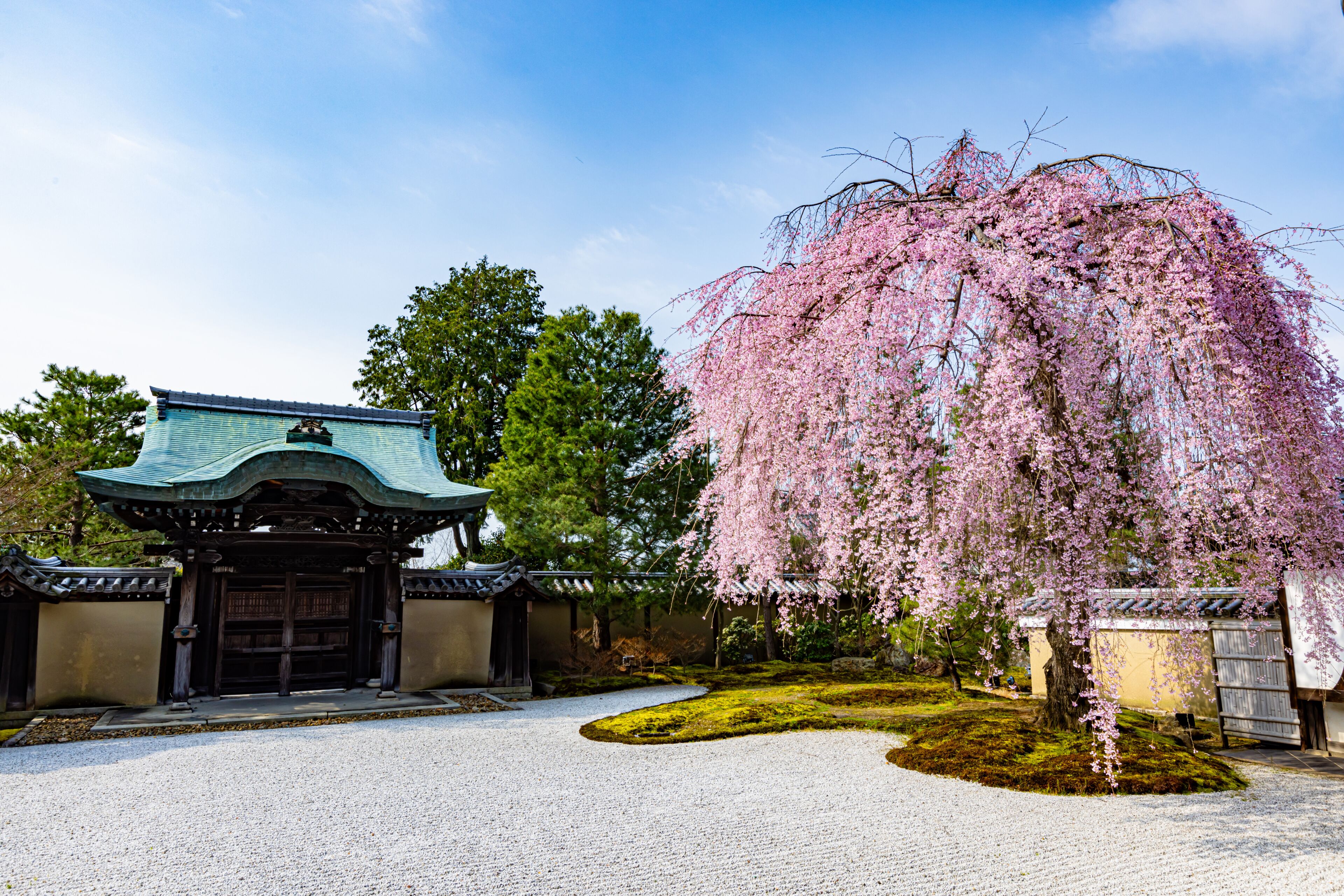 京都府高台寺　満開のしだれ桜