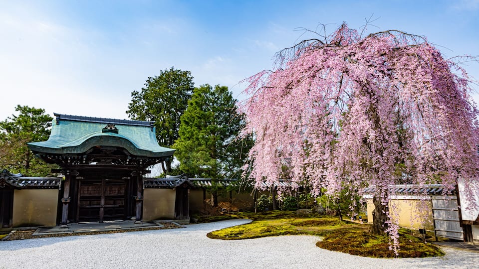 A traditional Japanese gate, a cherry blossom tree, and a stone path.