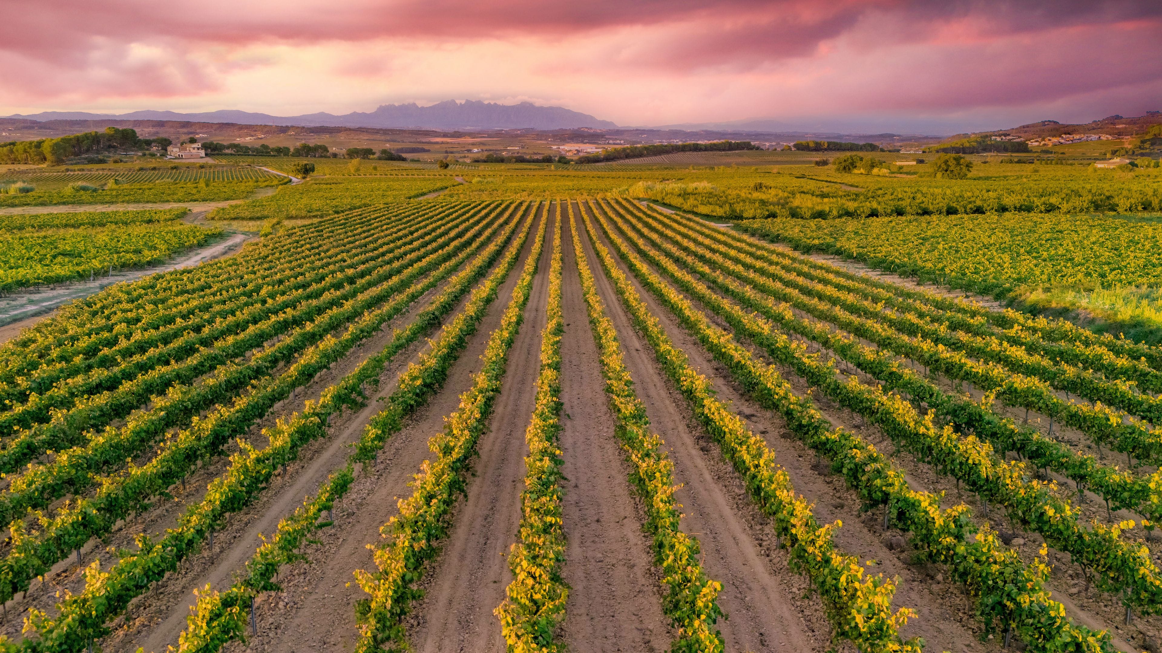 This photo captures a beautiful vineyard in the Penedès wine region of Catalonia, Spain. In the distance, the iconic jagged peaks of the Montserrat mountains.