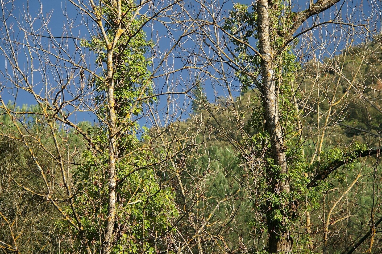 Riera de Vallcàrquera