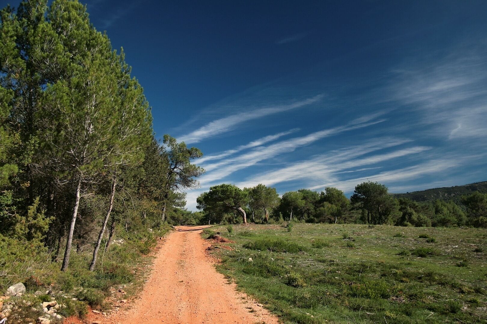A dirt path through a forested area with a clear blue sky.