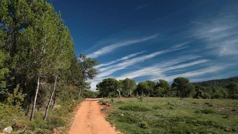A dirt path through a forested area with a clear blue sky.