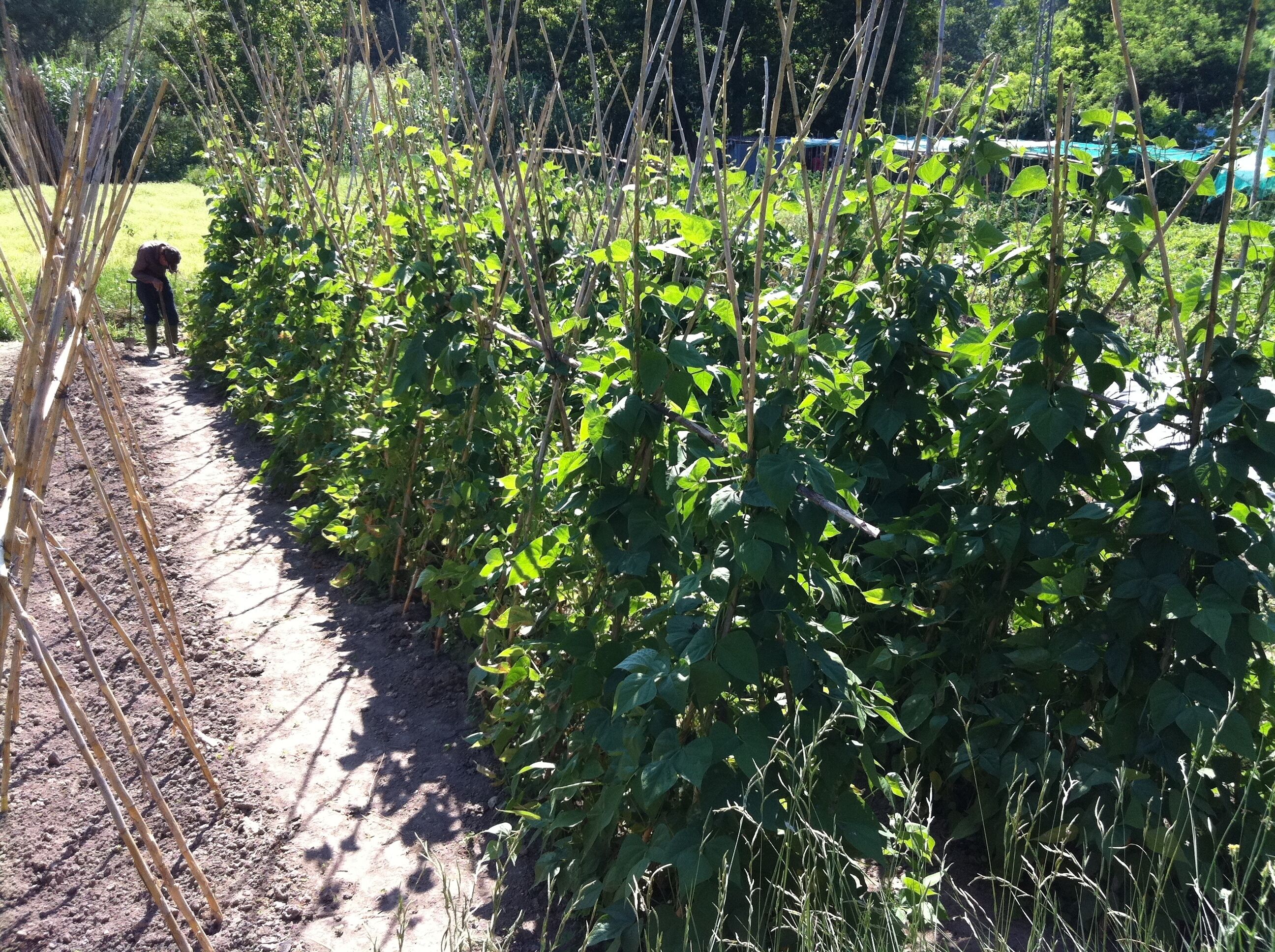 Borgonyà was a former industrial colony in the margin of the river Ter, in Osona, Catalonia